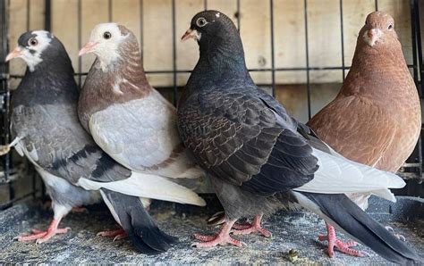 Some are breeding pairs. . Top quality roller pigeons for sale craigslist